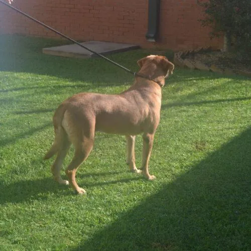 An adult large-sized female Red / Chestnut / Orange Mastiff dog named Rosalynn Red for adoption in Jackson, LA