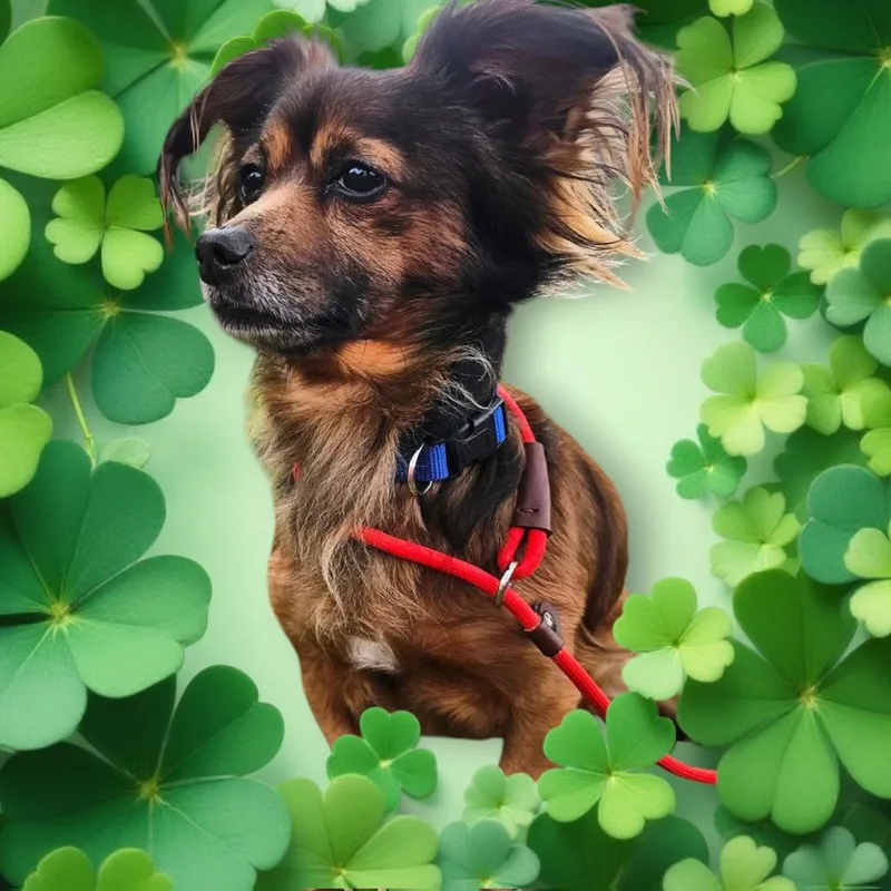 Ludwig Von Bethoven thumbnail 2