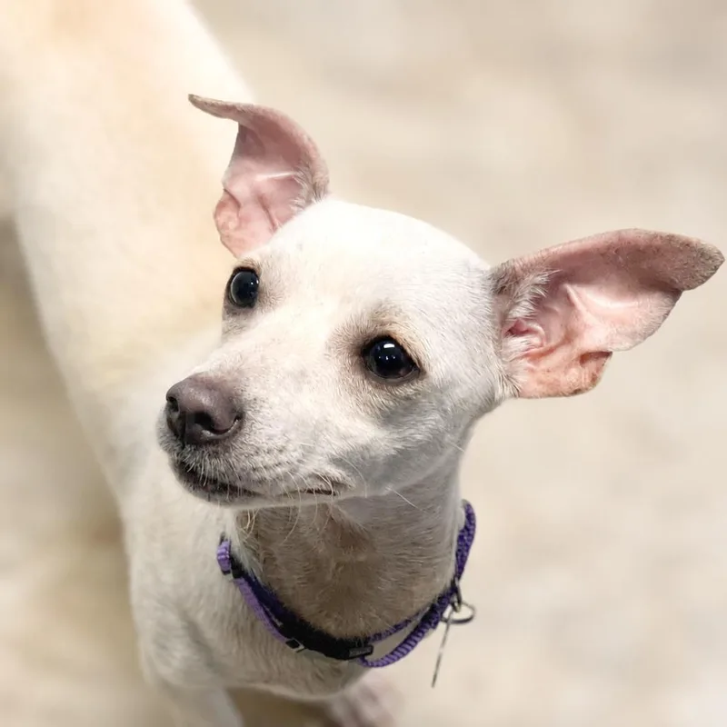 An adult small-sized female White / Cream Chihuahua dog named Twila for adoption in Boerne, TX