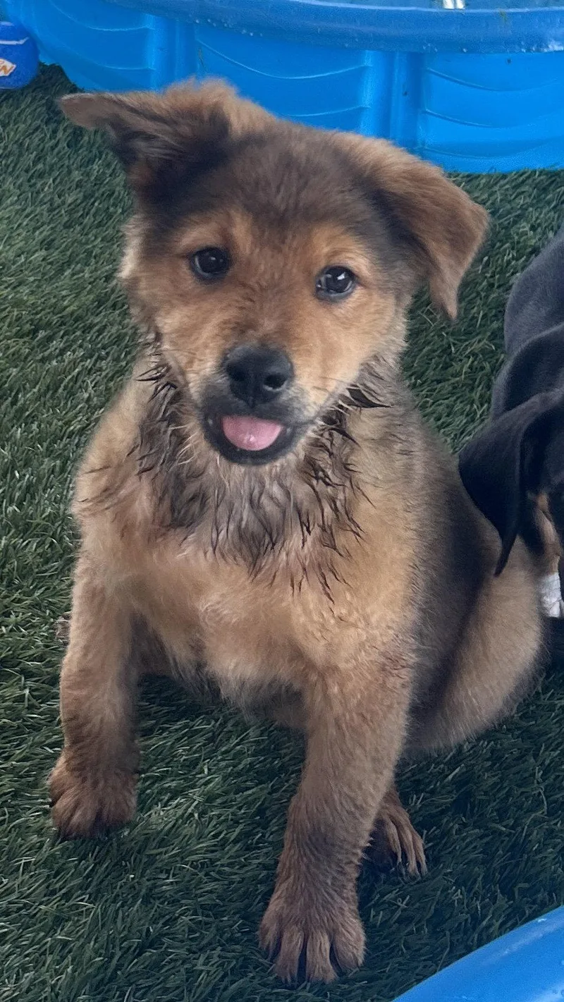 A baby large-sized female Shepherd dog named Mishka for adoption in Wetumpka, AL
