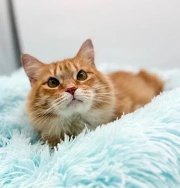 An adult medium-sized female Orange / Red Domestic Long Hair cat named Leda for adoption in Covington, LA