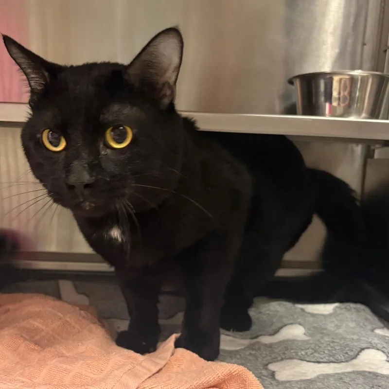An adult large-sized male Black Domestic Short Hair cat named Photon for adoption in Springfield, IL