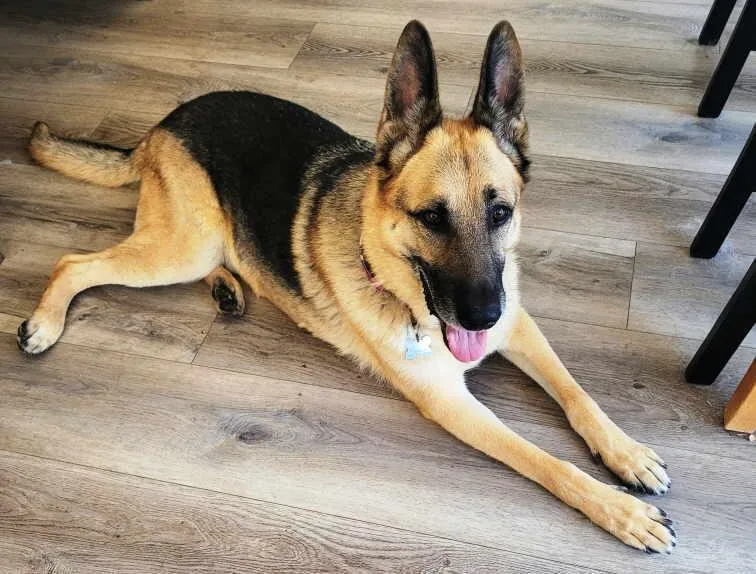 An adult large-sized male German Shepherd Dog dog named Riley for adoption in Pleasant Grove, CA