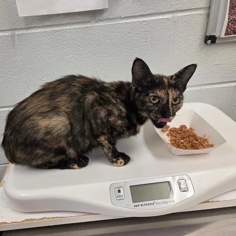A young medium-sized female Tortoiseshell Domestic Short Hair cat named Squiggs for adoption in Chattanooga, TN