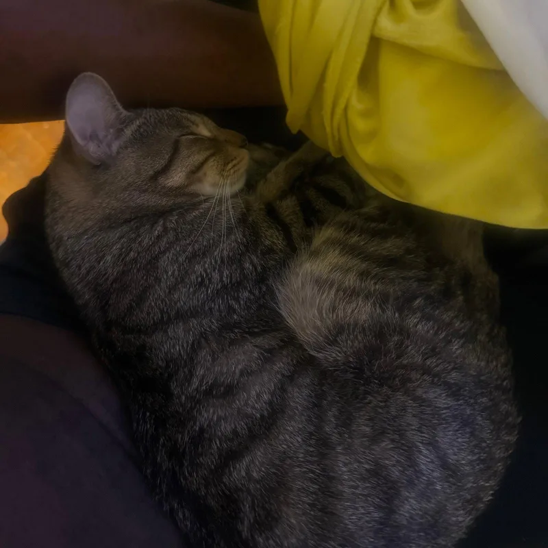 An adult medium-sized male Domestic Short Hair cat named Cello for adoption in Brooklyn, NY