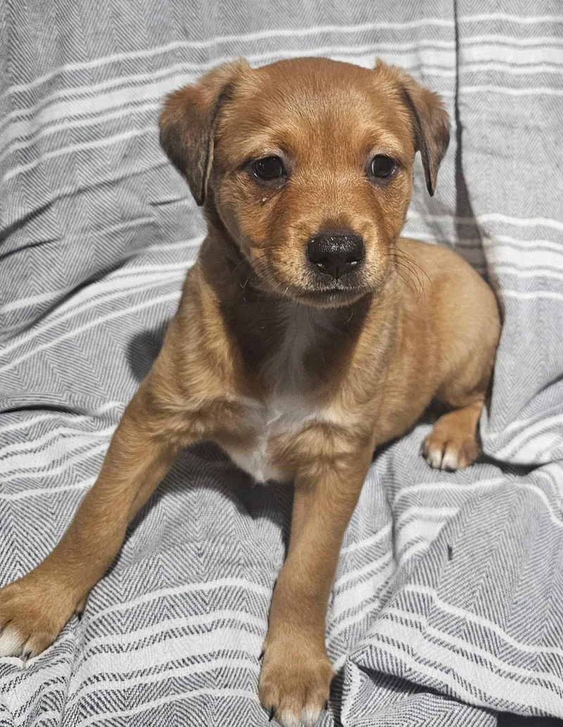 A baby medium-sized female Labrador Retriever dog named Neslie for adoption in Royal Palm Beach, FL