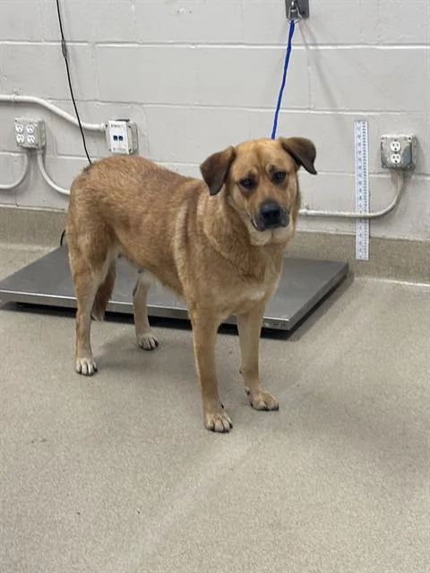 A young large-sized female German Shepherd Dog dog named Glitter for adoption in Grand Prairie, TX