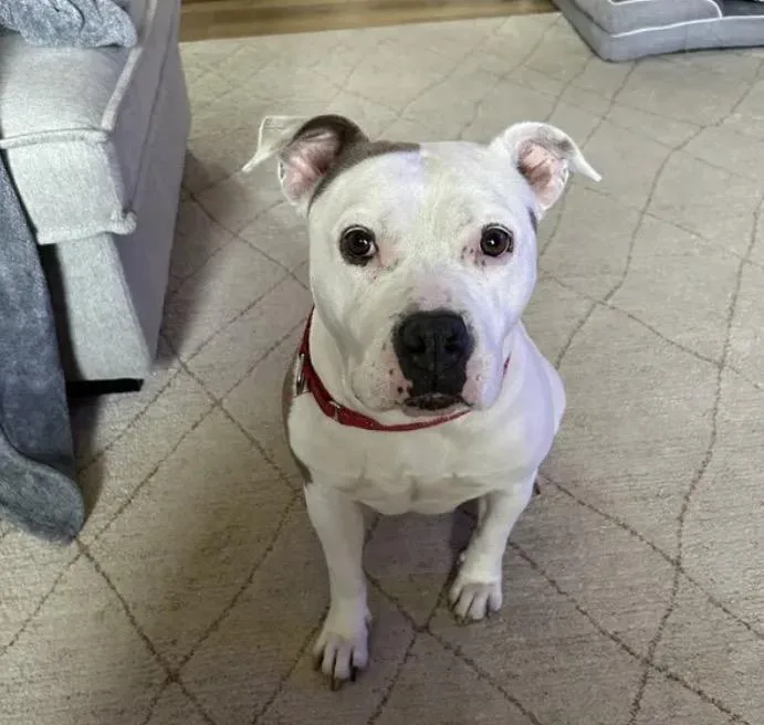 An adult large-sized female Pit Bull Terrier dog named Ghost for adoption in merrillville, IN