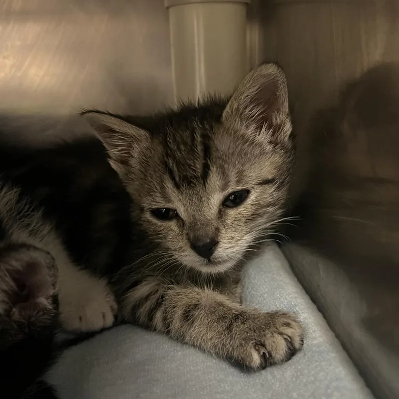 A baby small-sized female Brown / Chocolate Domestic Short Hair cat named Sportster for adoption in Mentor, OH
