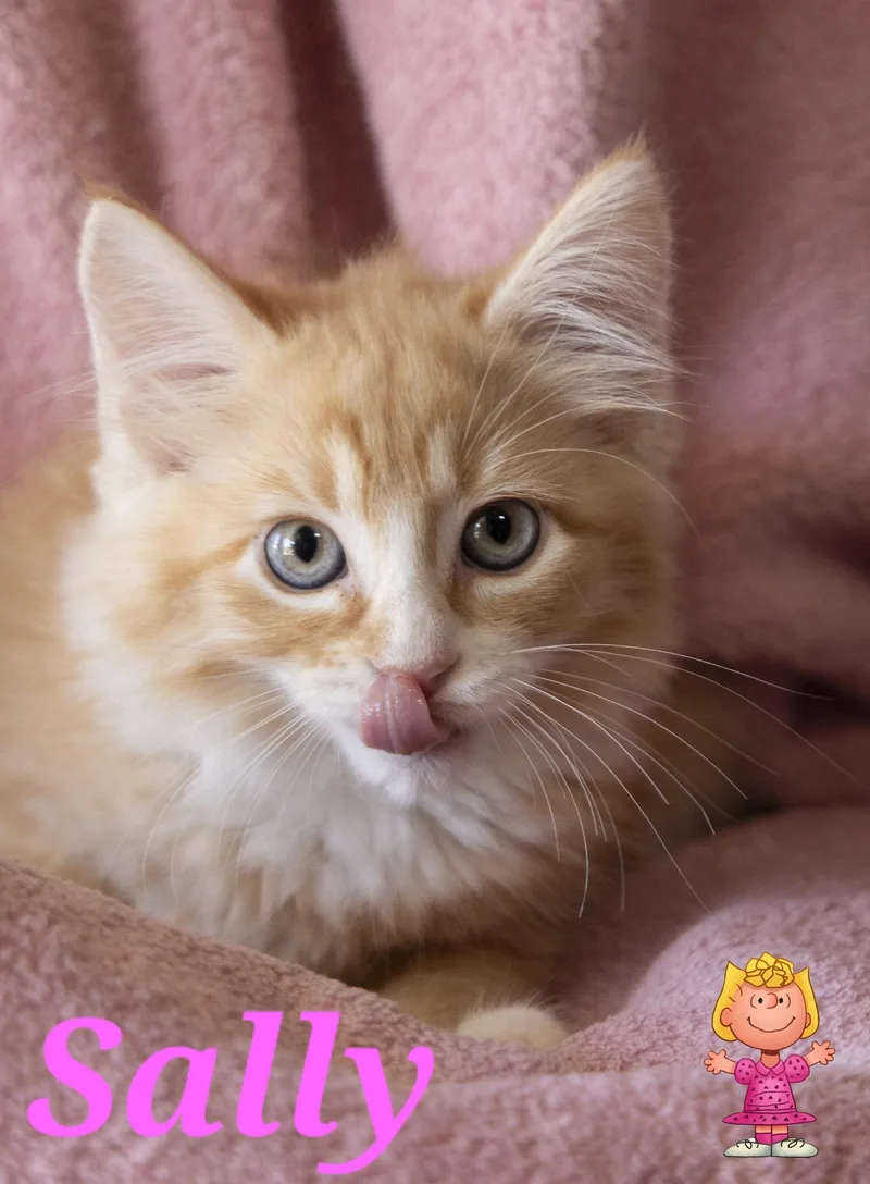 A baby medium-sized female Orange & White Domestic Short Hair cat named Sally for adoption in SCOTTSDALE, AZ