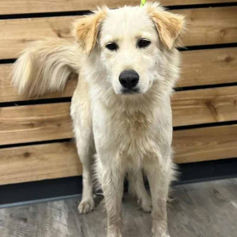 A young medium-sized female Yellow / Tan / Blond / Fawn Great Pyrenees dog named Elle for adoption in Wadena, MN