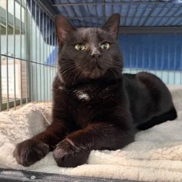 An adult small-sized female Black Domestic Short Hair cat named Ava for adoption in Sullivan, IL