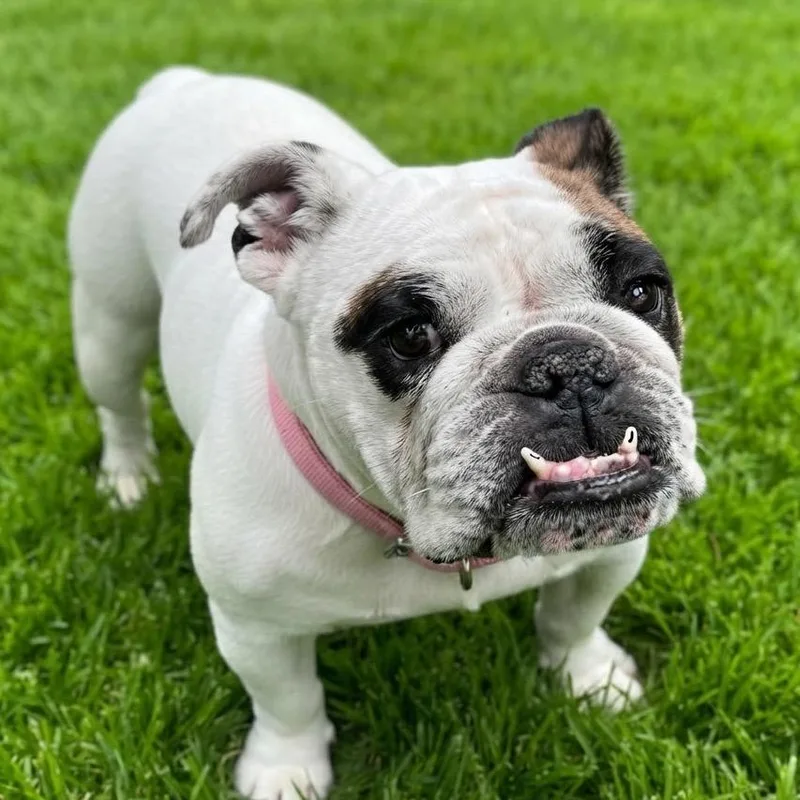 A baby medium-sized female White / Cream English Bulldog dog named Marigold for adoption in Las Vegas, NV