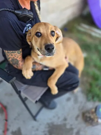 A baby medium-sized female Mixed Breed dog named Tunka for adoption in Traverse City, MI