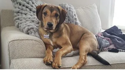 An adult medium-sized male Mixed Breed dog named Archie for adoption in Westbrook, ME