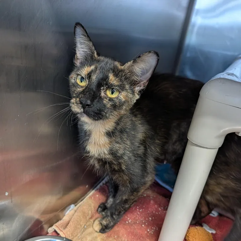 An adult medium-sized female Tortoiseshell Domestic Short Hair cat named Bridgette for adoption in Cape Girardeau, MO