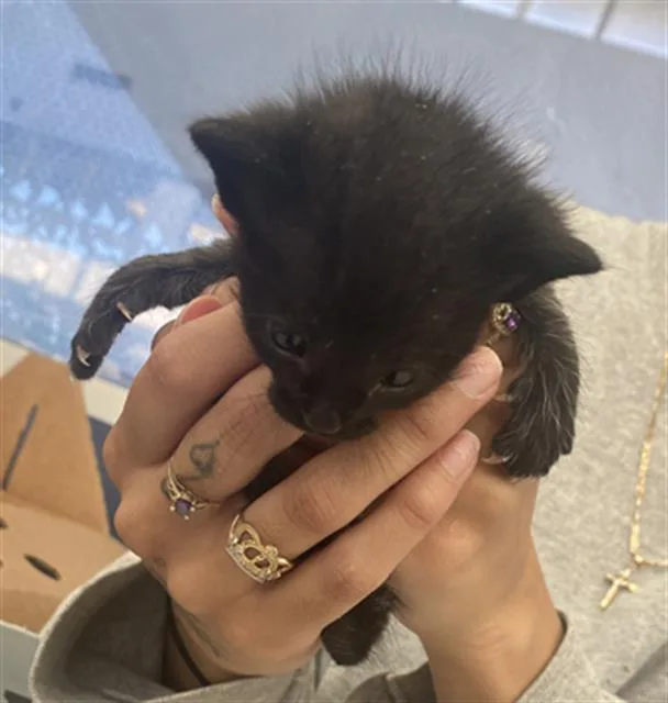 A baby medium-sized male Domestic Short Hair cat named Nightwing for adoption in Dallas, TX