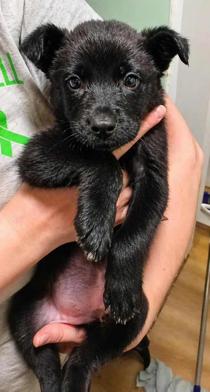 A baby medium-sized male Black Mixed Breed dog named Tamatoa for adoption in Kenosha, WI