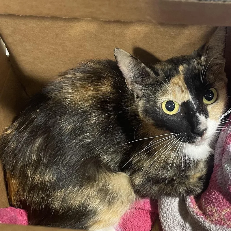 An adult medium-sized female Calico Domestic Short Hair cat named Zoey for adoption in Clearwater, FL