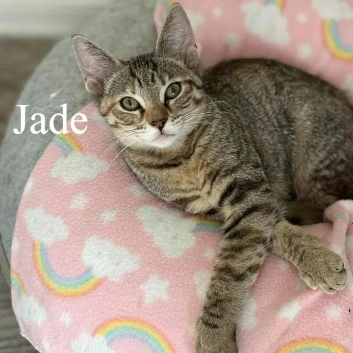 Jade thumbnail 2