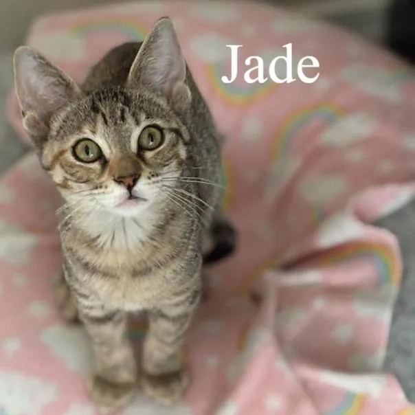 A baby medium-sized female Tabby (Brown / Chocolate) Domestic Short Hair cat named Jade for adoption in Queen Creek, AZ
