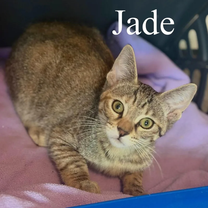 Jade thumbnail 3
