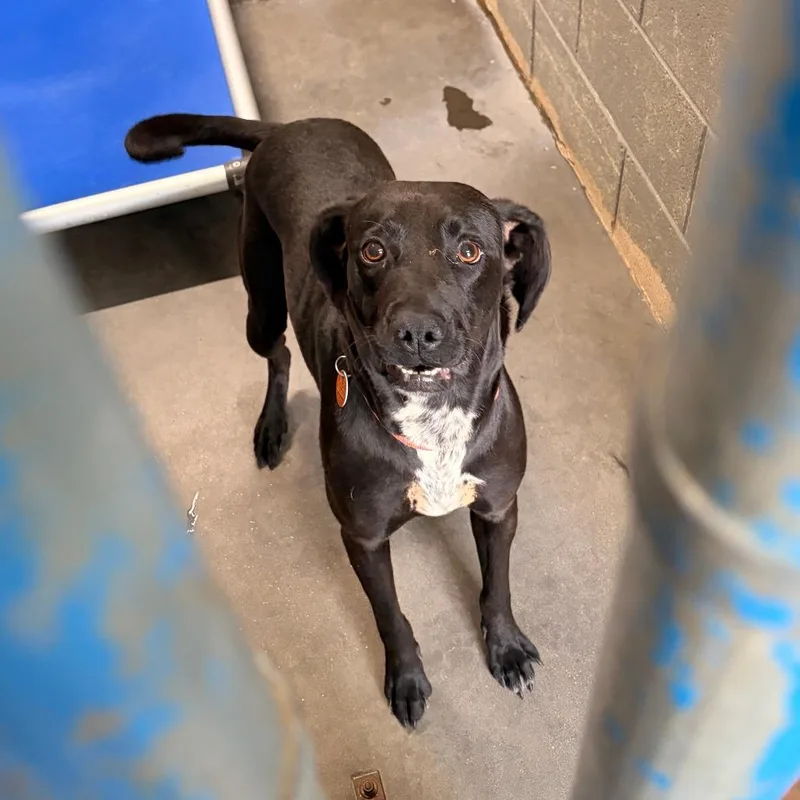 An adult medium-sized female Black Hound dog named Jolene for adoption in Franklin, NC