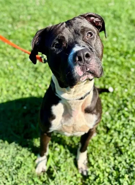 A young large-sized male American Staffordshire Terrier dog named Momo for adoption in York, SC