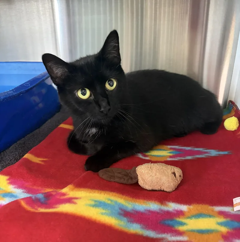 A young medium-sized female Black Domestic Short Hair cat named Momba for adoption in Seneca, PA