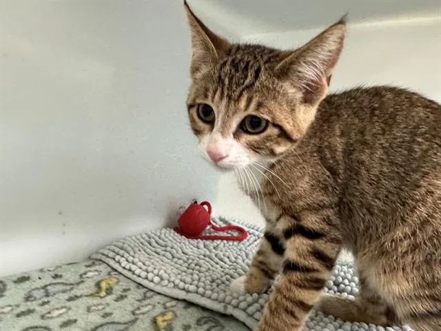A baby small-sized male Domestic Short Hair cat named Blaine for adoption in Peoria, IL