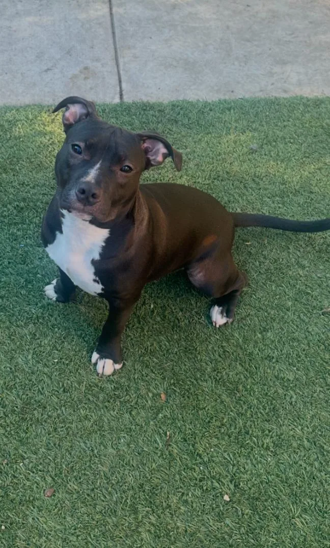A young medium-sized female Black Pit Bull Terrier dog named Athena for adoption in Los Angeles, CA