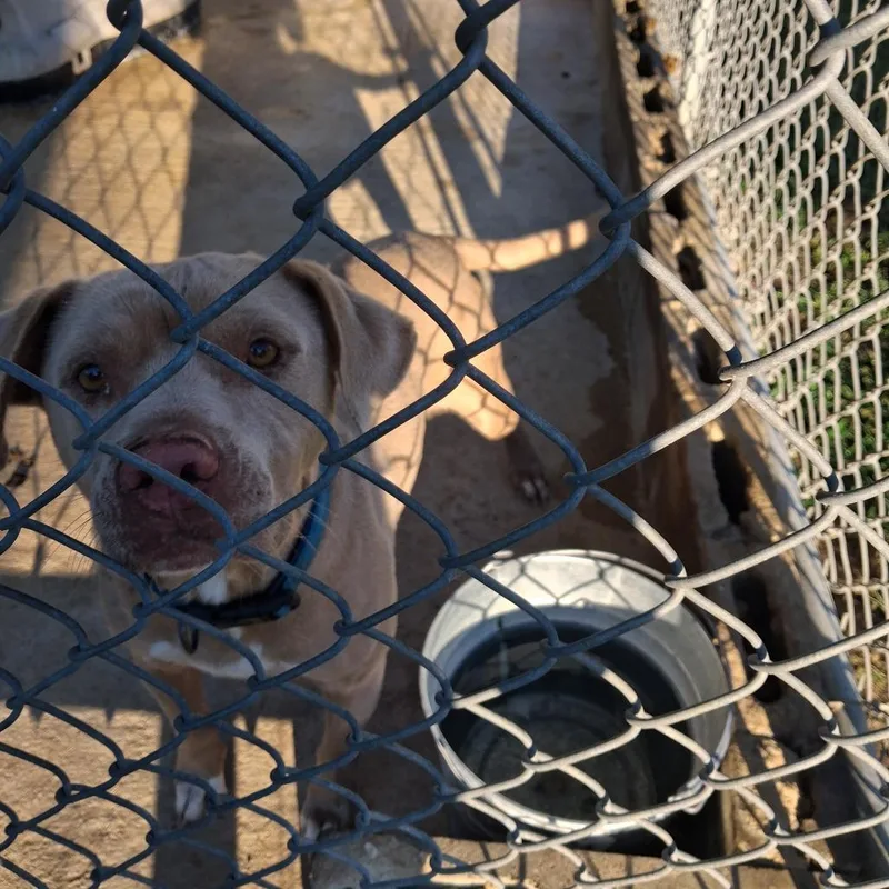 An adult medium-sized male Mixed Breed dog named Cashton for adoption in Lyons, GA