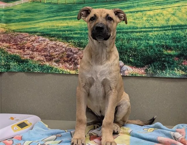 A baby large-sized male Yellow / Tan / Blond / Fawn Shepherd dog named Save Me Please! Tavern for adoption in San Marcos, CA