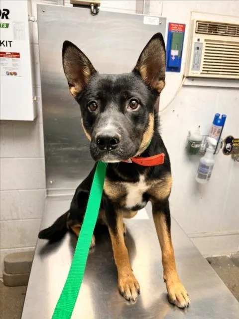 A young medium-sized male German Shepherd Dog dog named Hongo for adoption in Woodland, CA