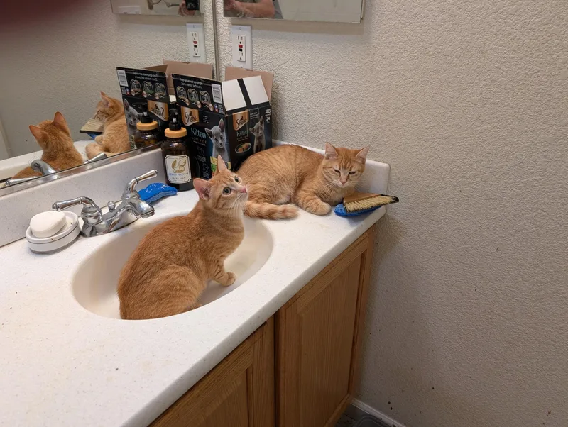 A baby medium-sized female Orange / Red Tabby cat named Freya & Ginny for adoption in Brentwood, CA