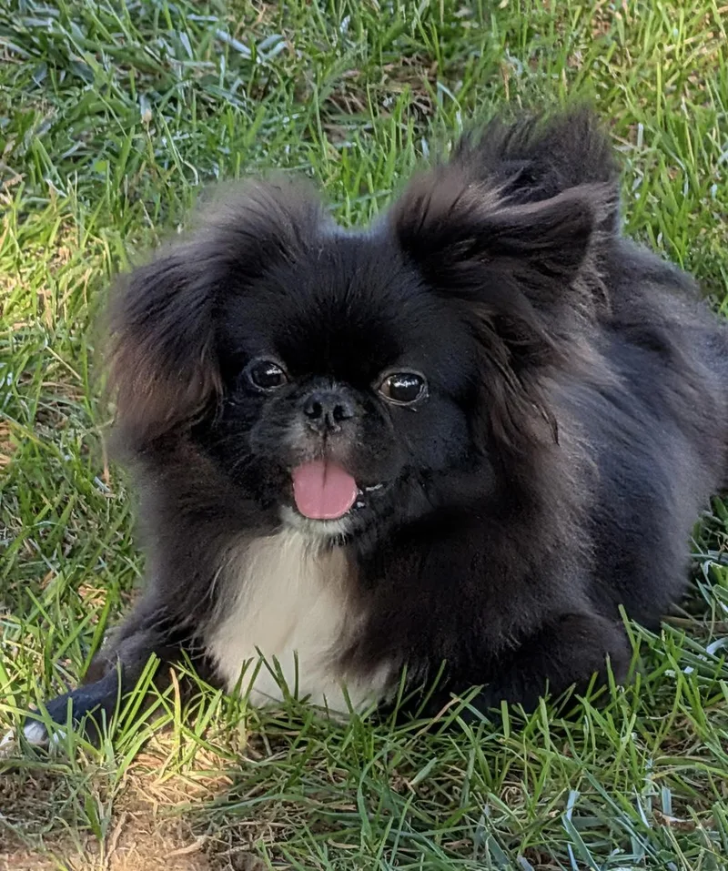 A baby small-sized male Pekingese dog named Sullivan for adoption in Overland Park, KS