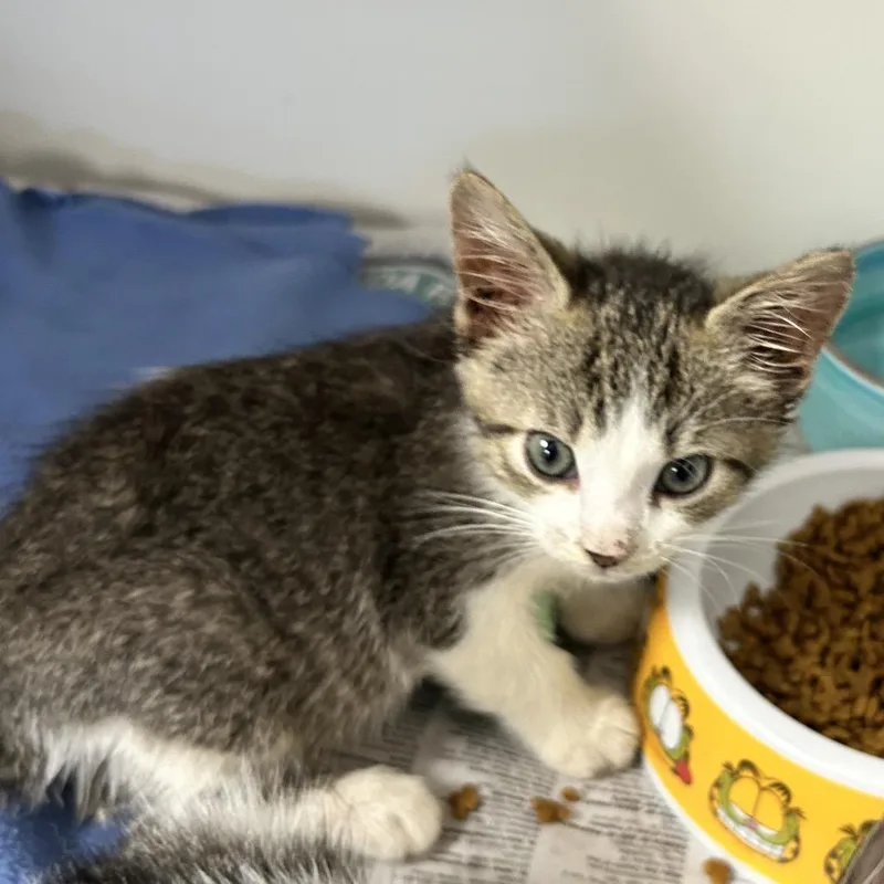 A baby small-sized male Brown / Chocolate Domestic Short Hair cat named Tagger Boy for adoption in Newport, NC