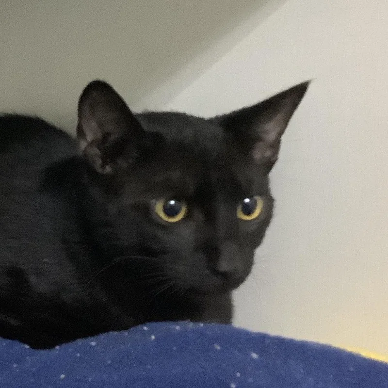 A young medium-sized male Black Domestic Short Hair cat named Wakko for adoption in Redwood City, CA