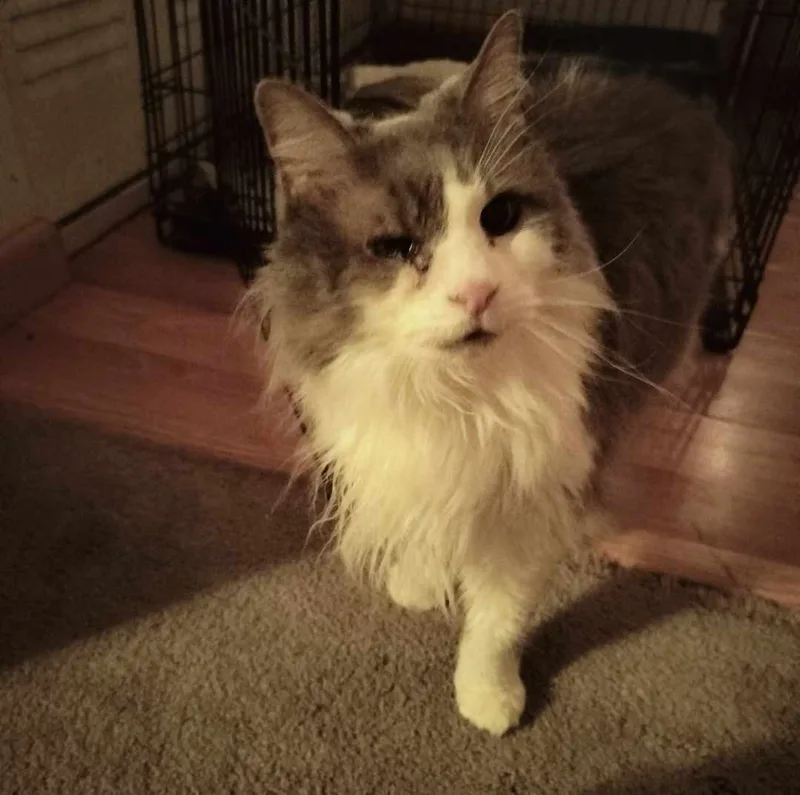 An adult medium-sized female Domestic Medium Hair cat named Roxy for adoption in Perrineville, NJ