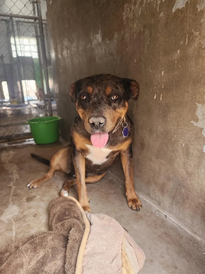 A young medium-sized female Catahoula Leopard Dog dog named Cocoa for adoption in Estes Park, CO