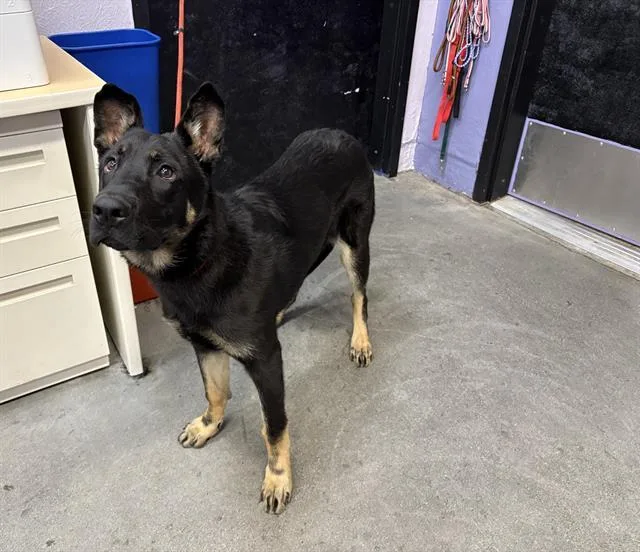 A young large-sized male German Shepherd Dog dog named Buster for adoption in Fairfield, CA