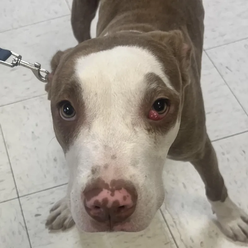 A young medium-sized male Brindle Pit Bull Terrier dog named Zig Zag for adoption in Jacksonville, AR