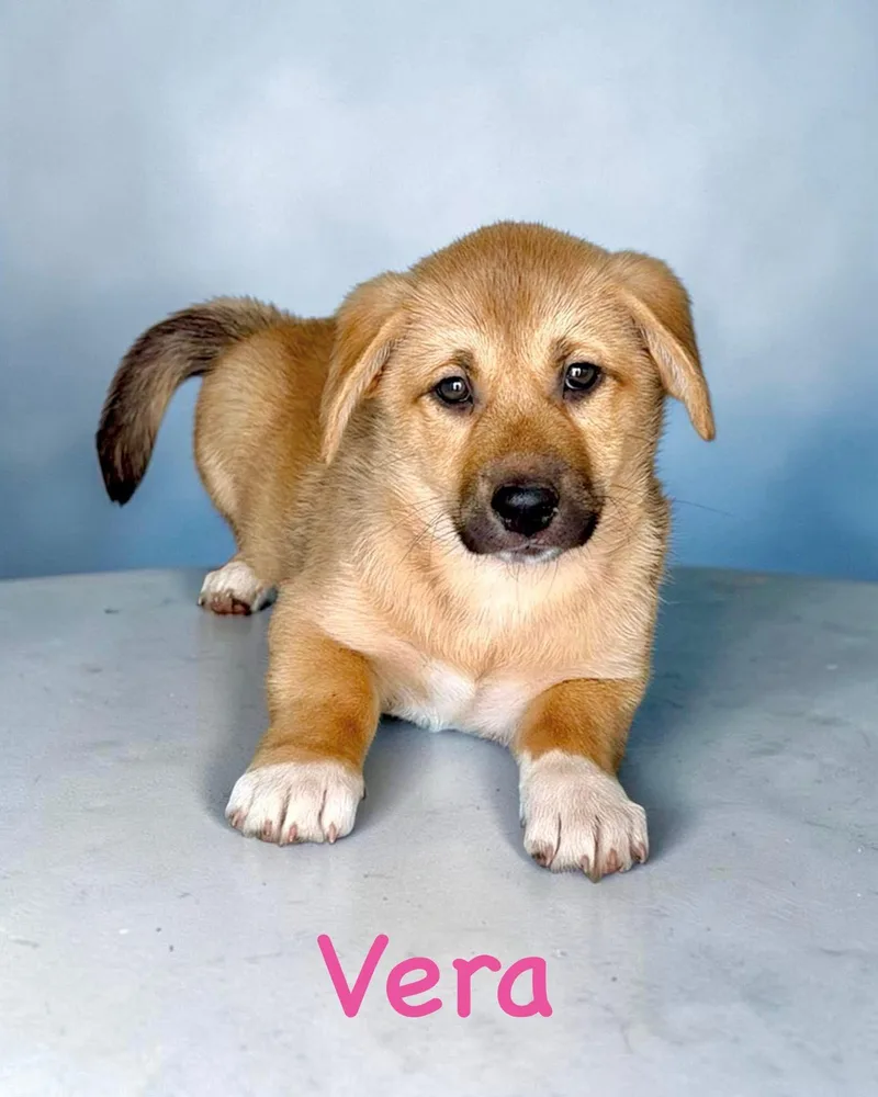 V Litter Vera