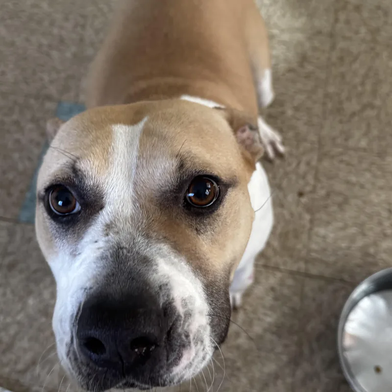 A young medium-sized female Yellow / Tan / Blond / Fawn American Staffordshire Terrier dog named Nala for adoption in Lancaster, SC