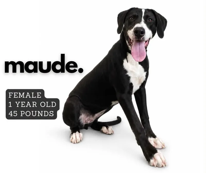 A young large-sized female Affenpinscher dog named Maude for adoption in Ashland, KY