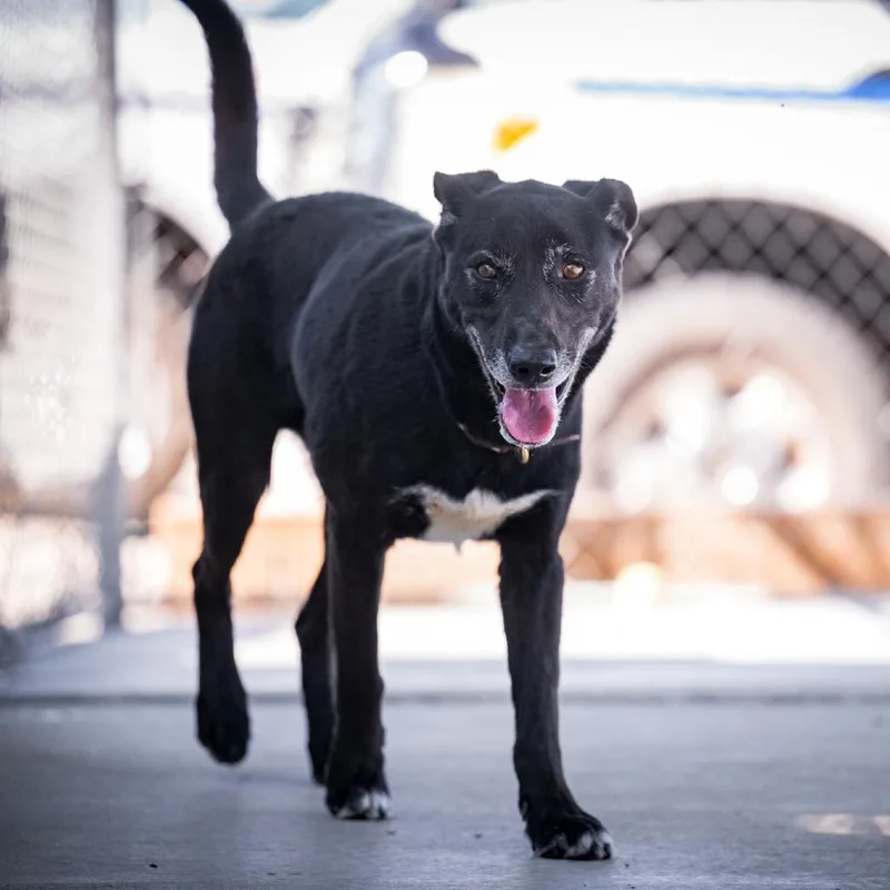 An adult medium-sized male Black Labrador Retriever dog named Kuzo for adoption in Joshua Tree, CA