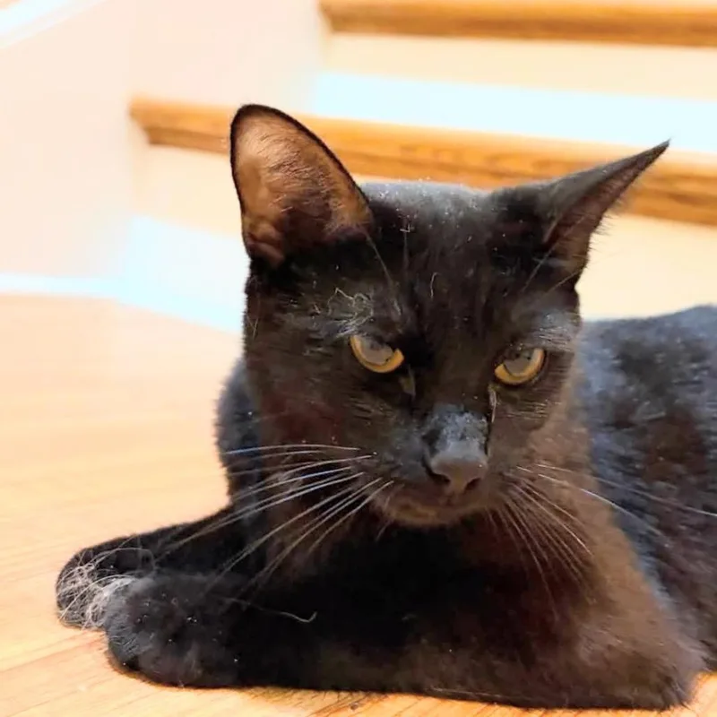 An adult medium-sized female Black Domestic Short Hair cat named Odessa for adoption in Franklin, TN