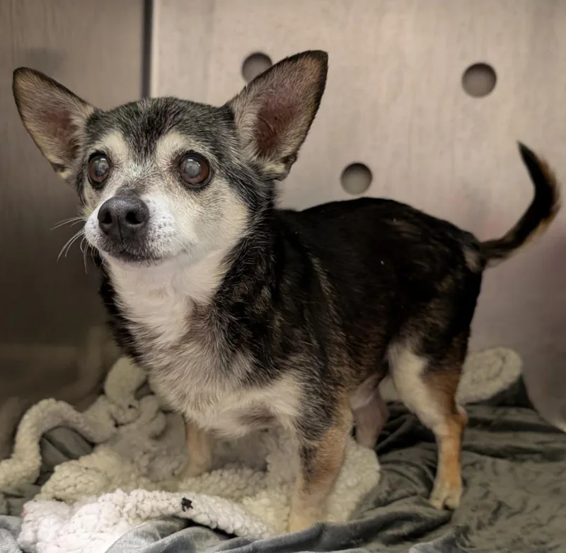 A senior small-sized male Chihuahua dog named Jellybean for adoption in Murphysboro, IL