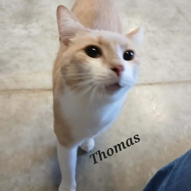An adult small-sized male Buff / Tan / Fawn Domestic Medium Hair cat named Thomas for adoption in Richmond, IN