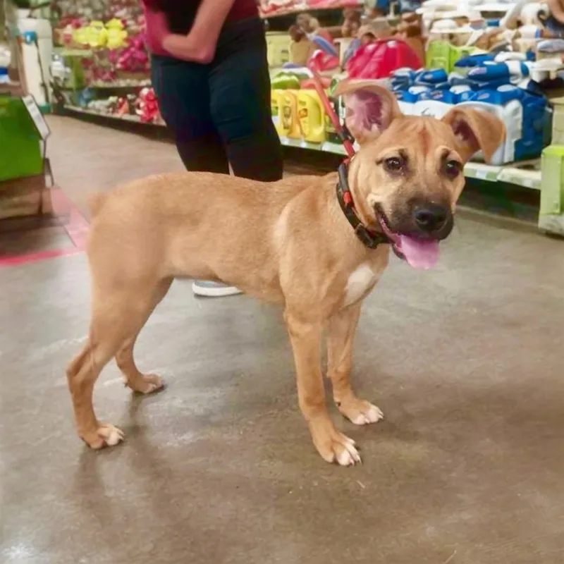 A baby medium-sized female Mixed Breed dog named Bella for adoption in Hillsborough, NJ